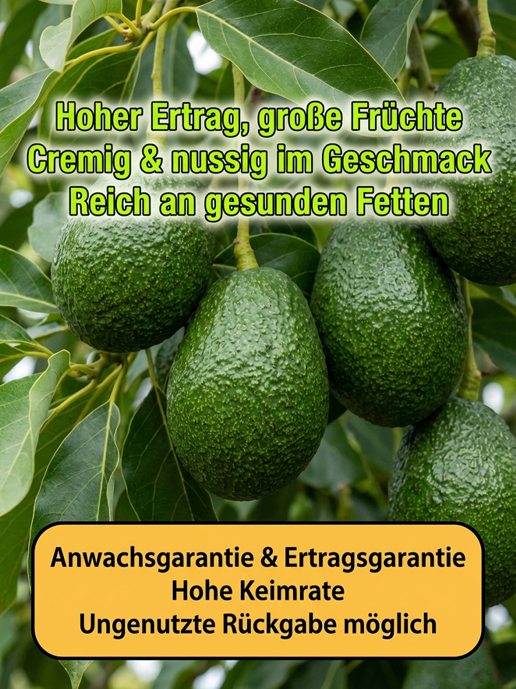 Jetzt gepflanzte Avocado-Setzlinge, die in zwei Monaten Früchte tragen.