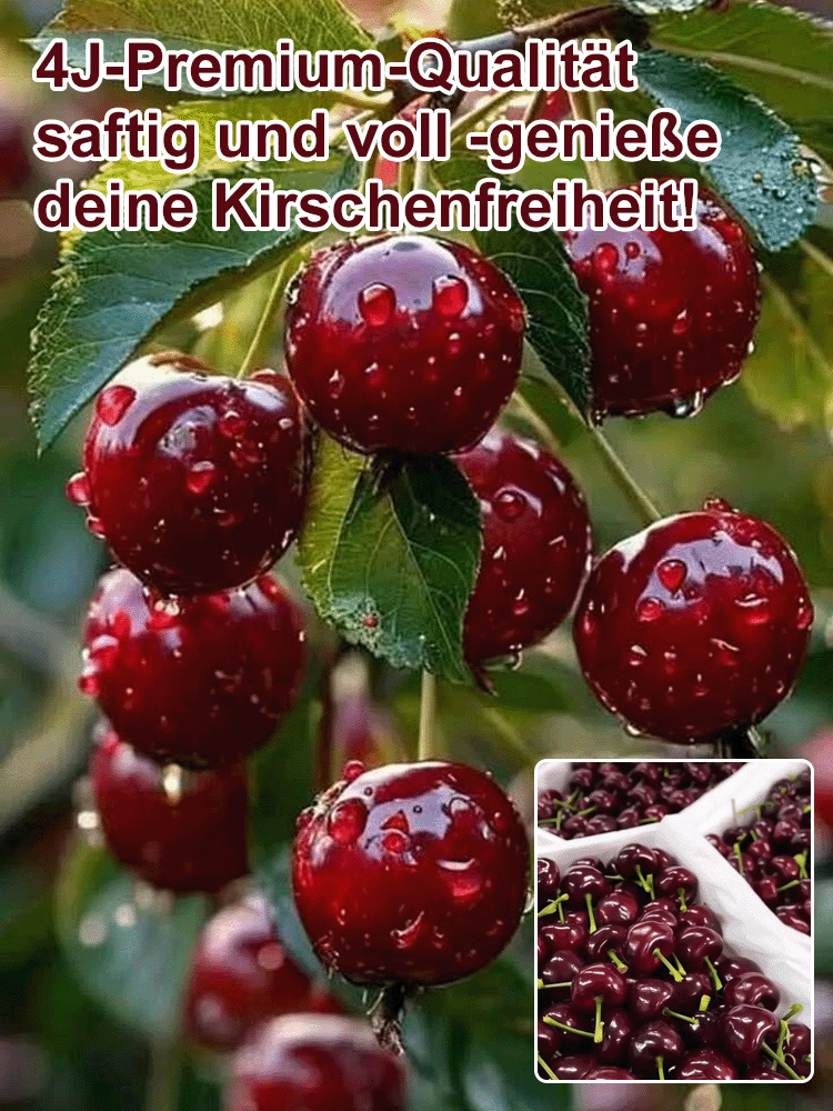 🍒 Bio-Kirschbaum | Ernte schon im ersten Jahr ✅