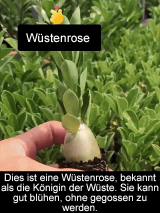 【Mit Wasser gedeiht es 100 Jahre】Wüstenrosen-Zwiebelblume✨️50 % Rabatt für eine begrenzte Zeit