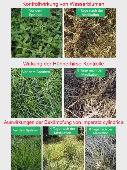 Die Unkrautvernichtungsrate liegt bei bis zu 98 %, das Produkt ist zu 100 % biologisch abbaubar, hat eine EU-CE-Zertifizierung und tötet mehr als 100 resistente Unkräuter ab.