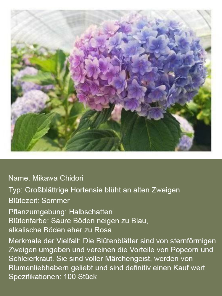  Dreifarbige, seltene, mehrjährige Schachbrett-Hortensie mit gefüllten Blüten【99% Überlebensrate】