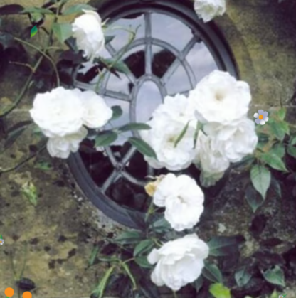 🌹Climbing Vine Rose Flower Seeds