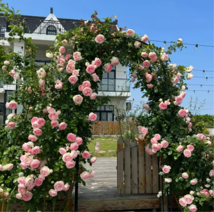 🌹Climbing Vine Rose Flower Seeds