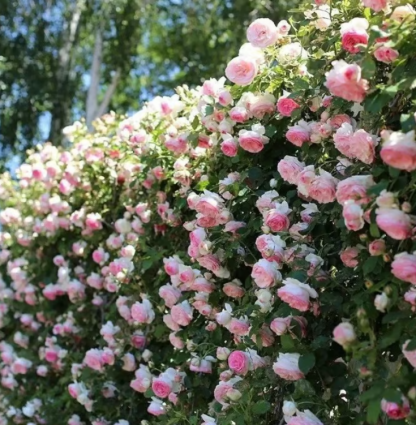 🌹Climbing Vine Rose Flower Seeds