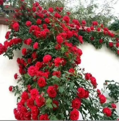 🌹Climbing Vine Rose Flower Seeds