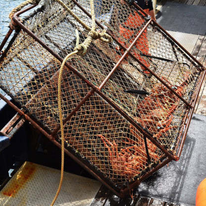 🦀Super Colossal Alaskan King Crab Legs