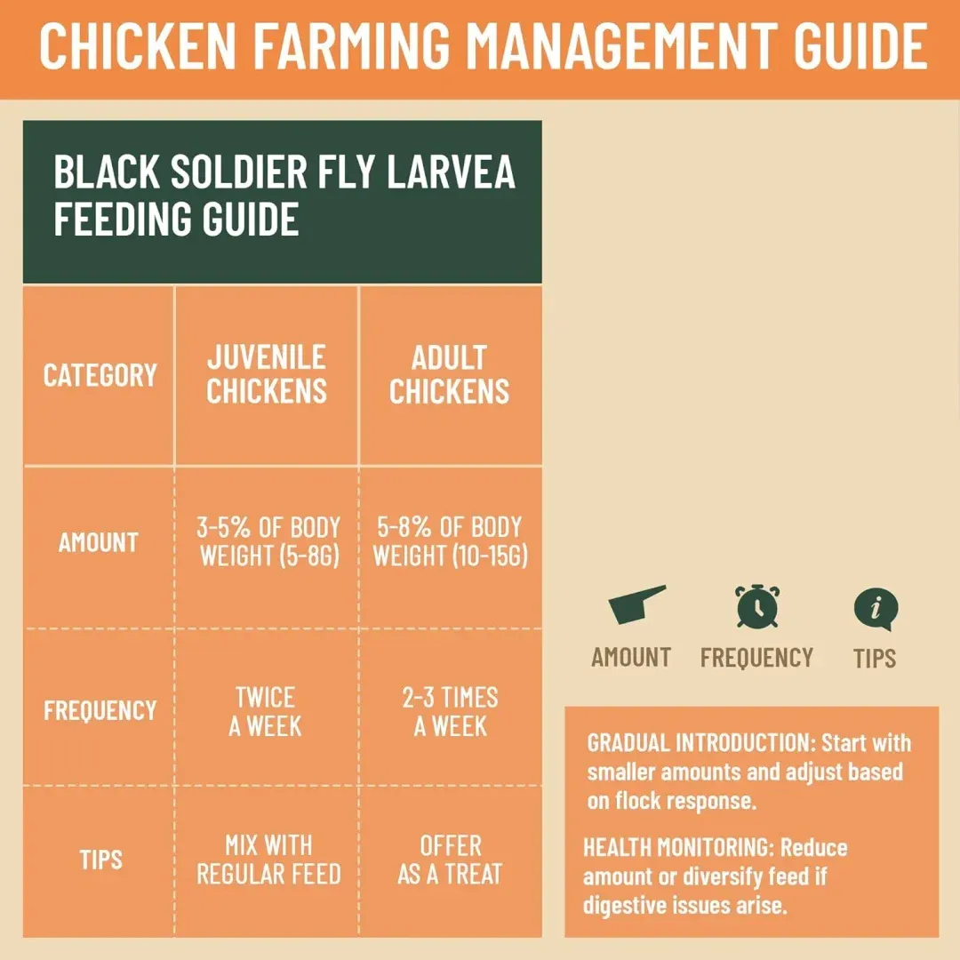 Dried Black Soldier Fly Larvae For Chicken