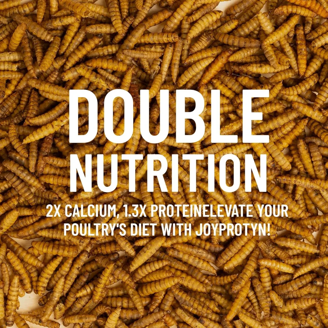 Dried Black Soldier Fly Larvae For Chicken
