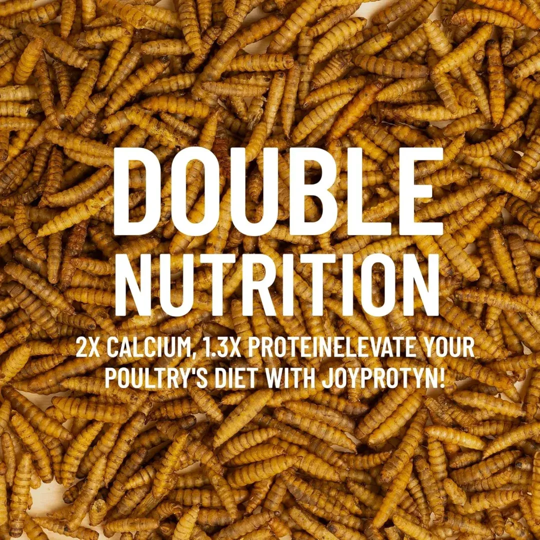 Dried Black Soldier Fly Larvae For Chicken