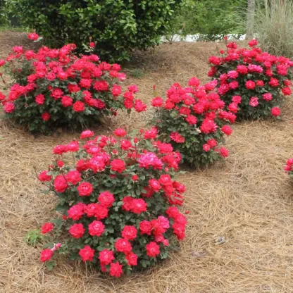 Double Knock Out® Rose Shrub