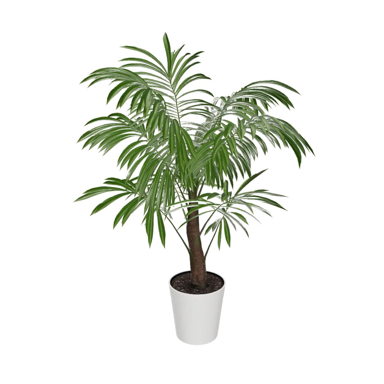 Majesty Palm Tree