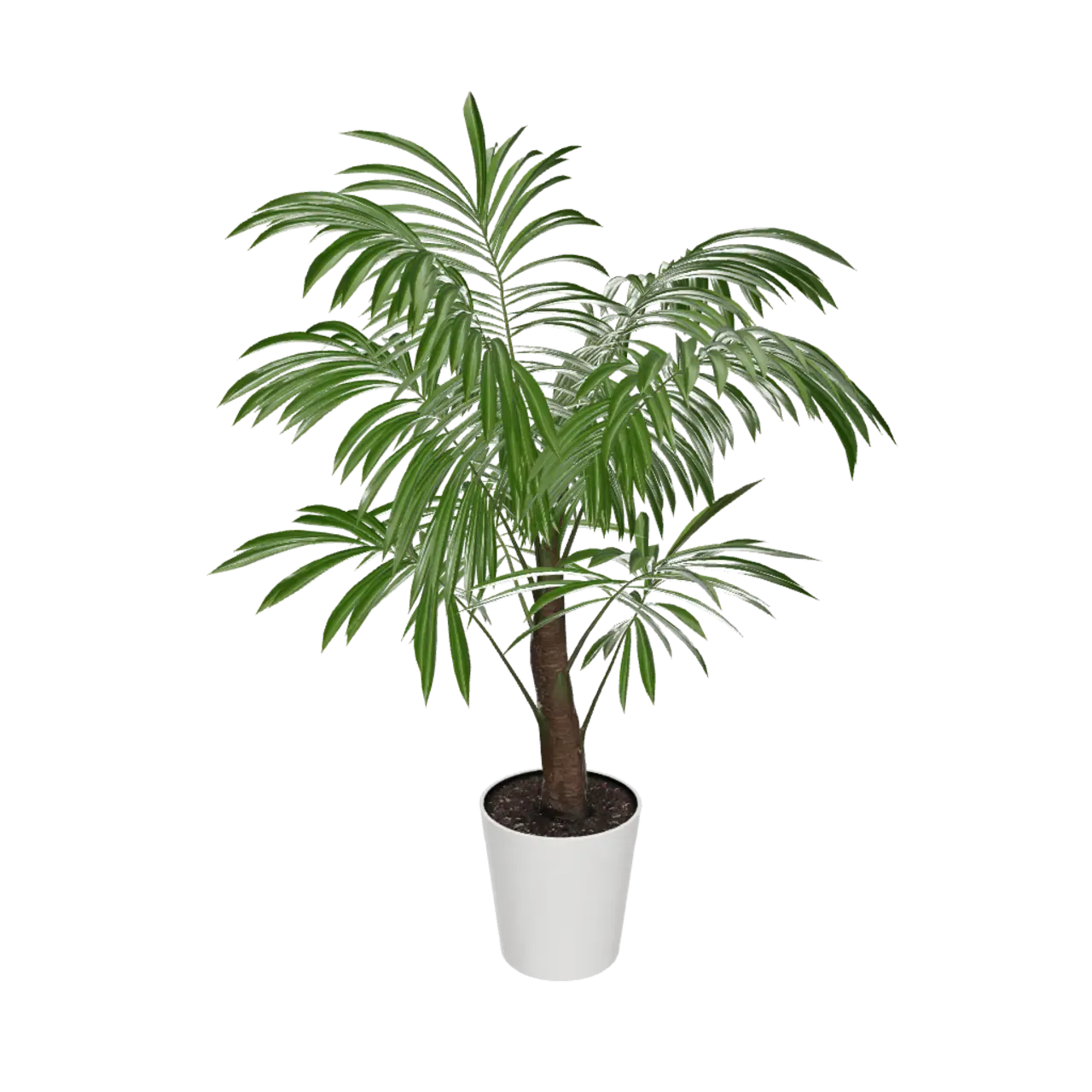 Majesty Palm Tree
