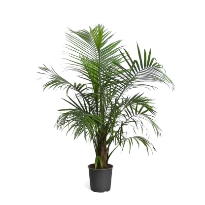 Majesty Palm Tree
