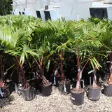 Bottle Palm Tree