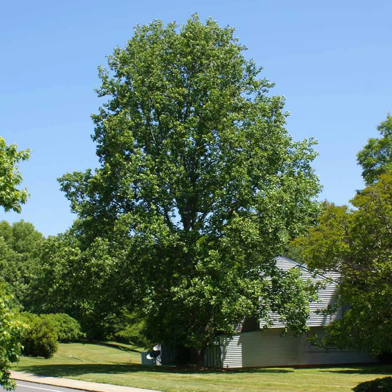 Tulip Poplar Tree