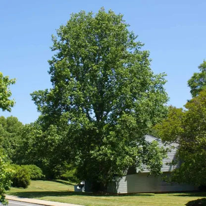 Tulip Poplar Tree