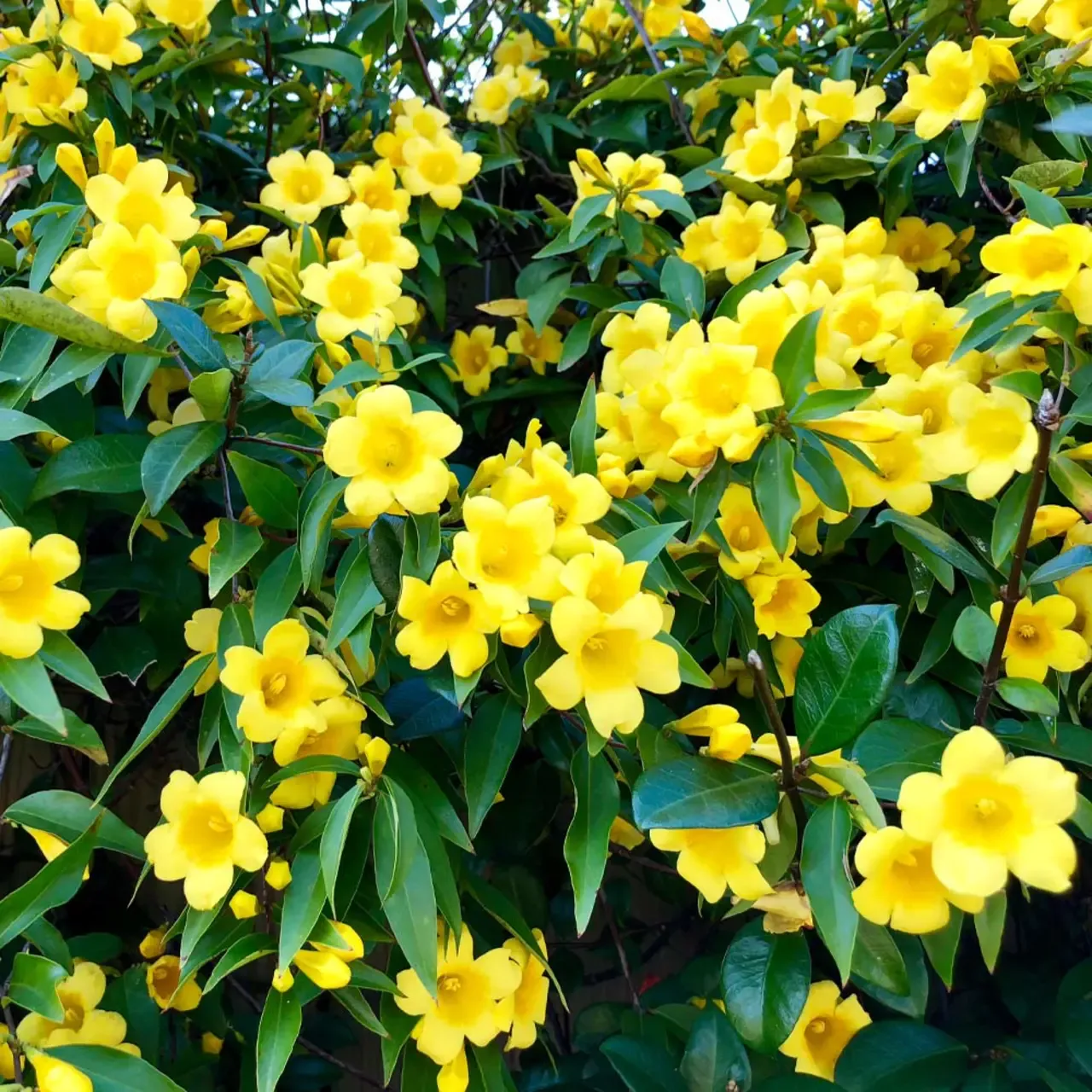 Carolina Jasmine