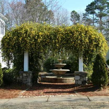 Carolina Jasmine