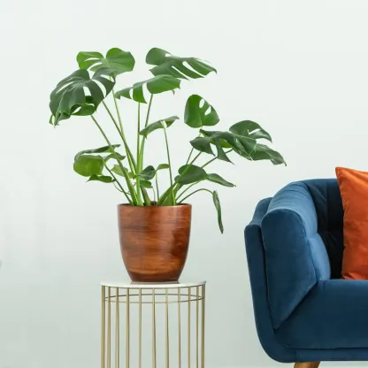 Monstera Deliciosa (Swiss Cheese Plant)
