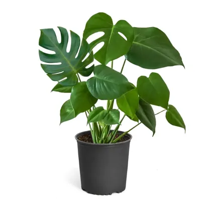 Monstera Deliciosa (Swiss Cheese Plant)