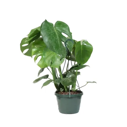 Monstera Deliciosa (Swiss Cheese Plant)