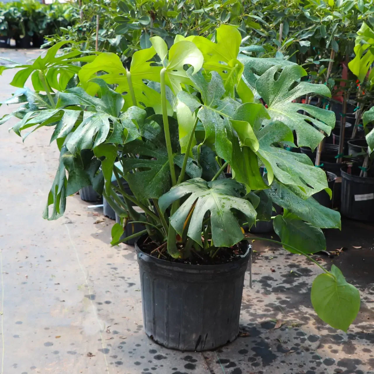 Monstera Deliciosa (Swiss Cheese Plant)