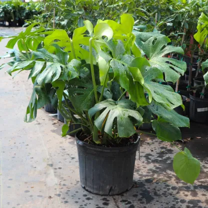 Monstera Deliciosa (Swiss Cheese Plant)