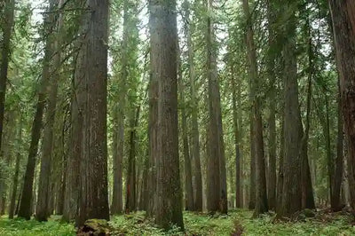 Sustainable