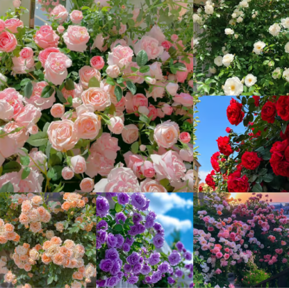 🌸Climbing Vine Rose Flower Seeds🌹