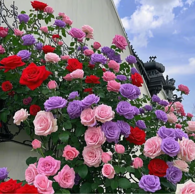 🌸Climbing Vine Rose Flower Seeds🌹