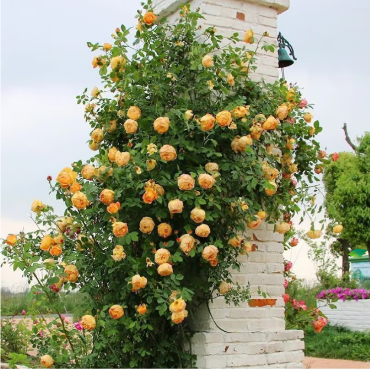 🌹Climbing Vine Rose Flower Seeds