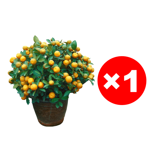 [Extra Sweet and Juicy] Sugar Orange Saplings Bearing Fruit in the Same Year