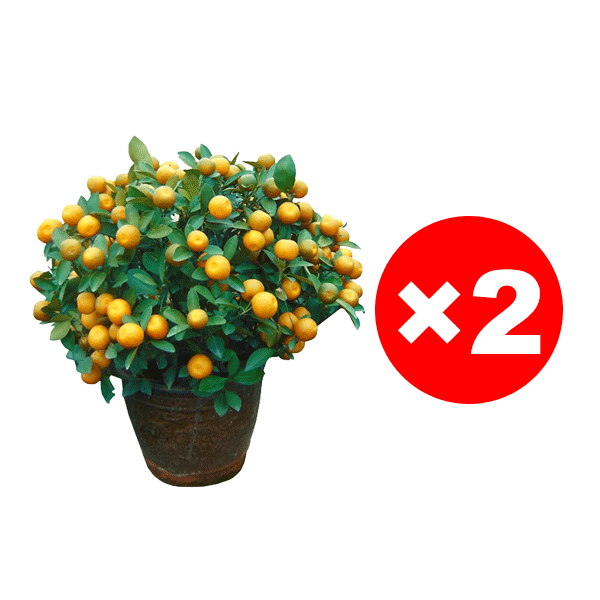 [Extra Sweet and Juicy] Sugar Orange Saplings Bearing Fruit in the Same Year