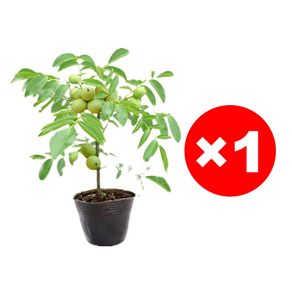 Pecan seedlings imported from the USA