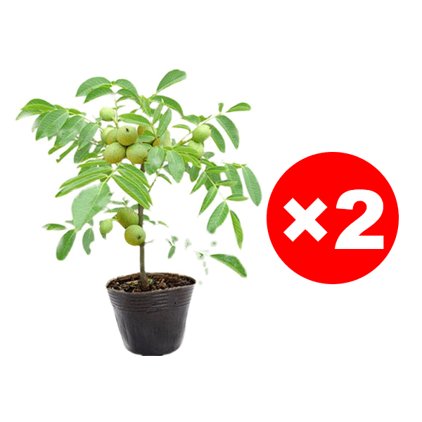 Pecan seedlings imported from the USA