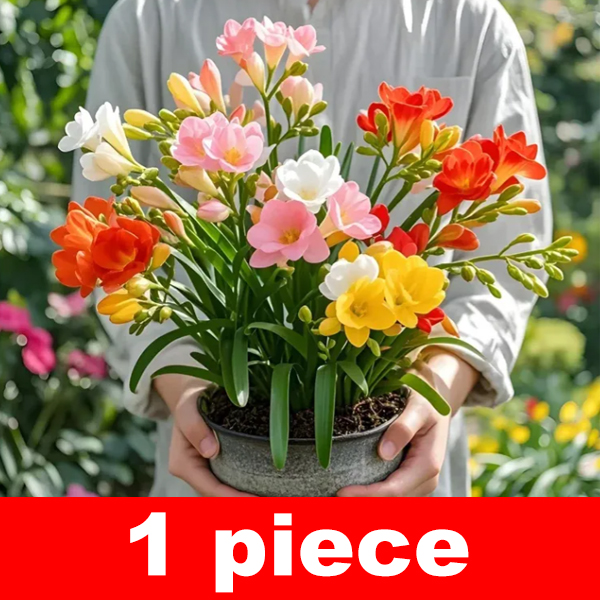 【Four-Season Blooming】Perfume Snow Orchid Seed