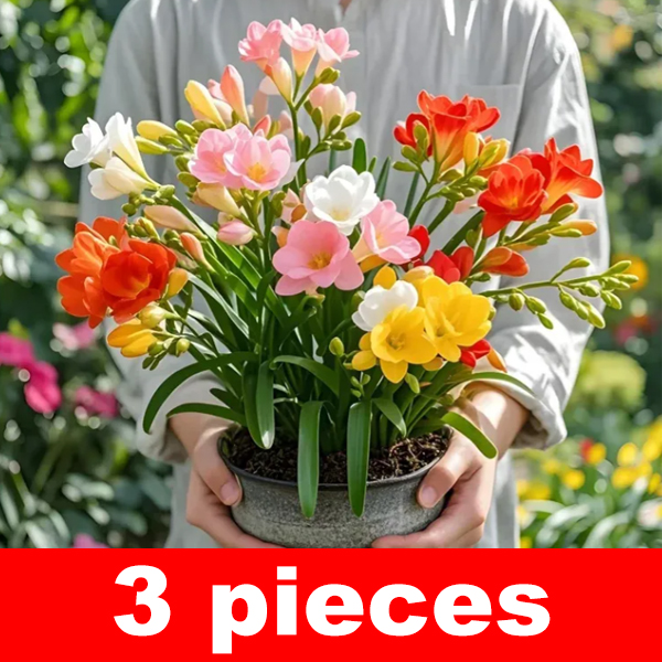 【Four-Season Blooming】Perfume Snow Orchid Seed