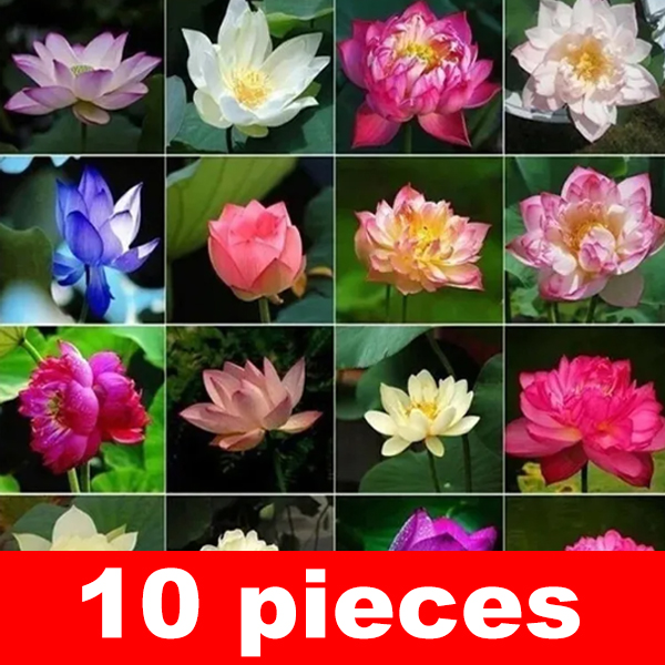 Premium Colorful Water Lily Seeds – Guaranteed to Sprout