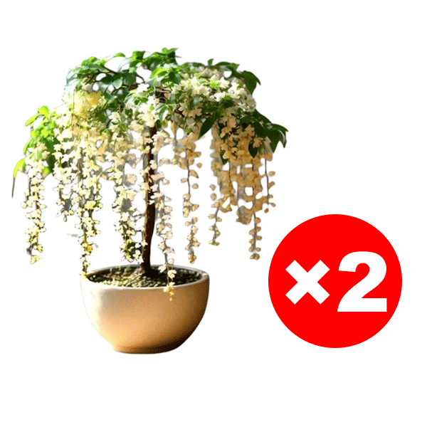 Richly Fragrant Weeping Jasmine Seeds