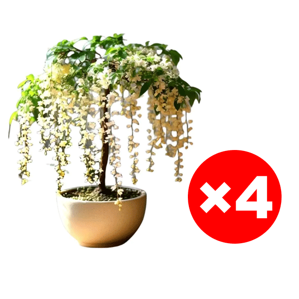 Richly Fragrant Weeping Jasmine Seeds