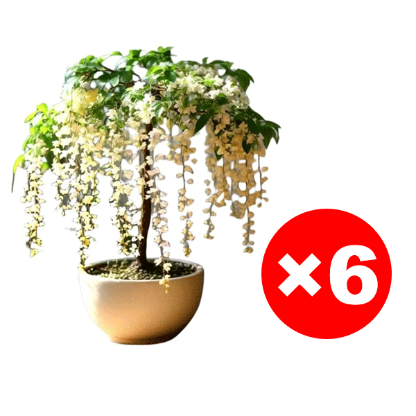 Richly Fragrant Weeping Jasmine Seeds