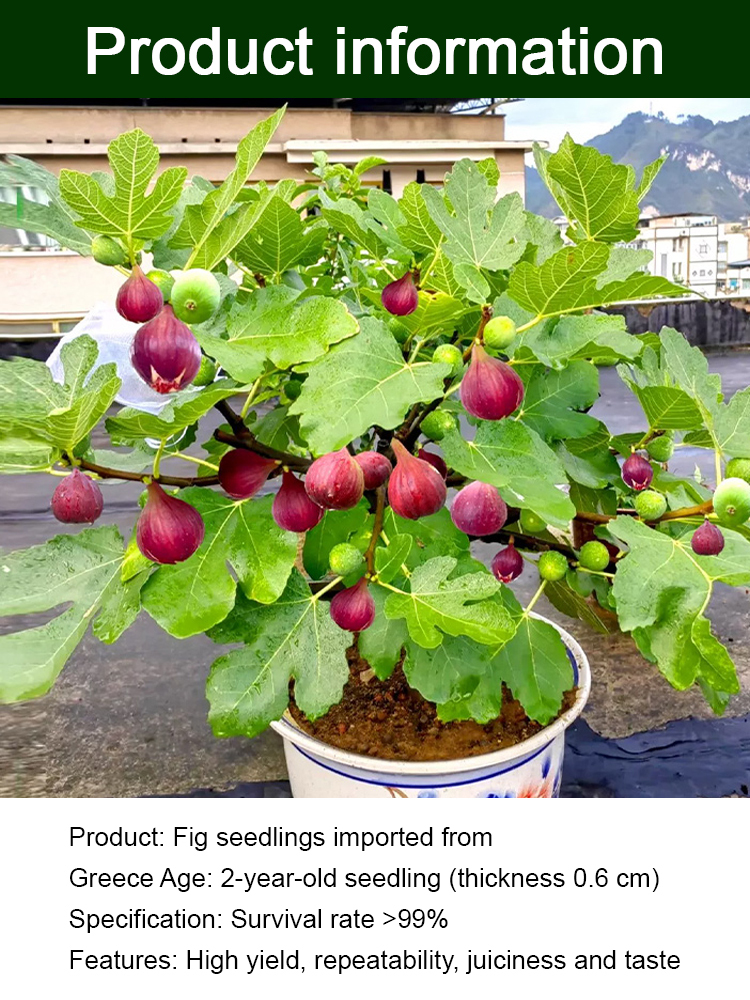 [Enjoy fresh fruit daily] Fig seedlings imported from Greece