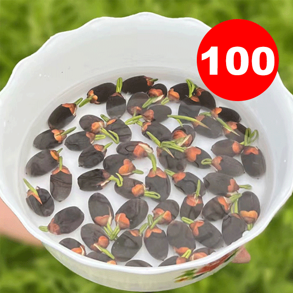 Home ornamental lotus seeds