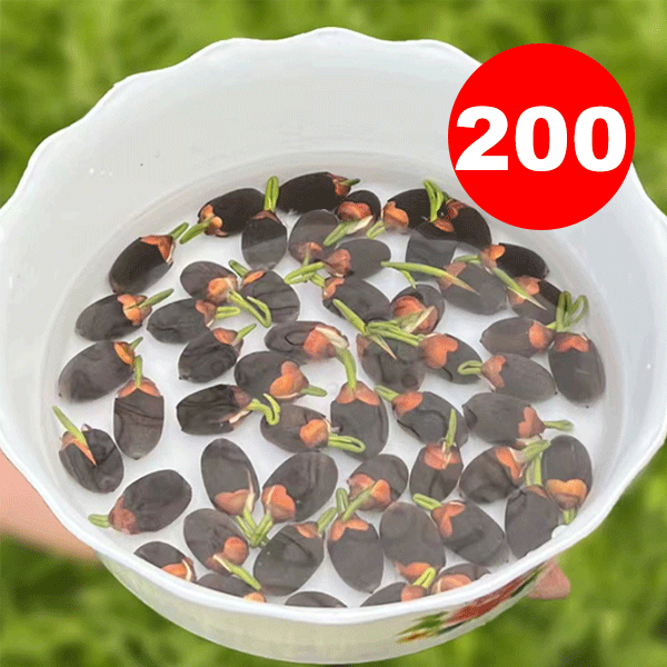 Home ornamental lotus seeds