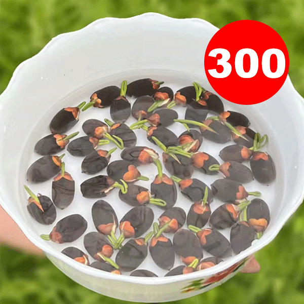 Home ornamental lotus seeds