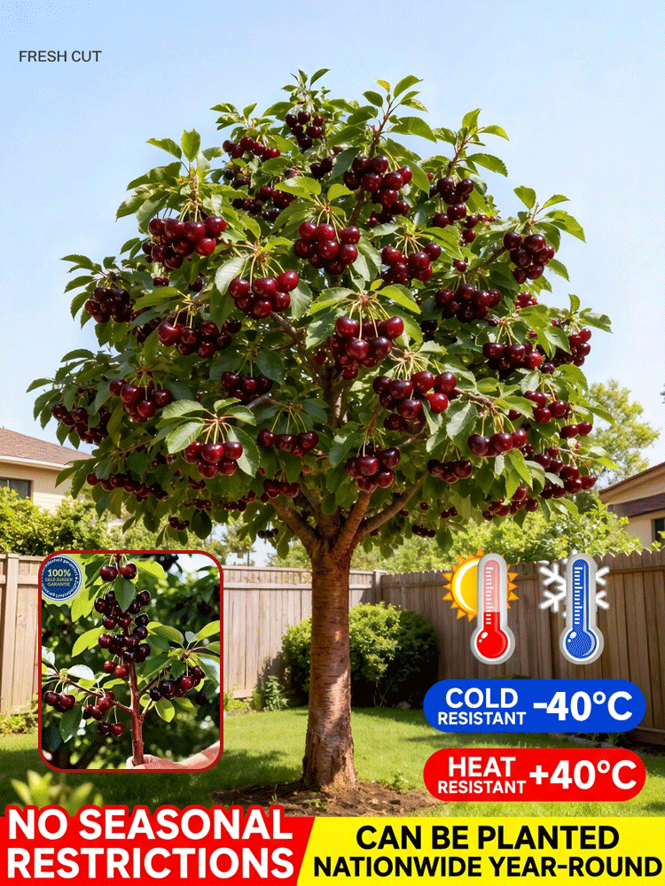 【Freshly Harvested】Grafted Cherry Saplings