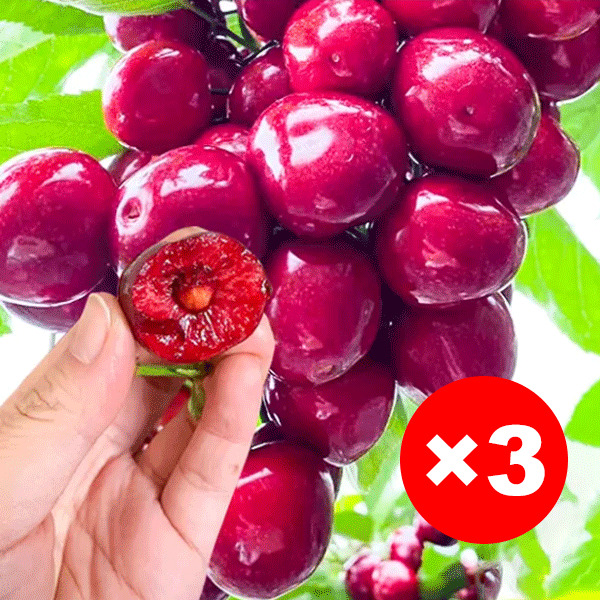 [Szybko rosnące, mocne i odporne na życie] Sadzonki wiśni, które owocują w tym samym roku