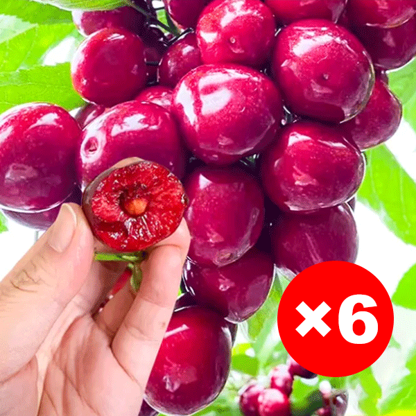 [Szybko rosnące, mocne i odporne na życie] Sadzonki wiśni, które owocują w tym samym roku