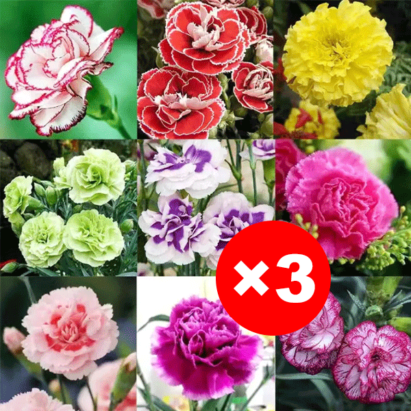 【Four Seasons Meeting】Double Carnation Seeds