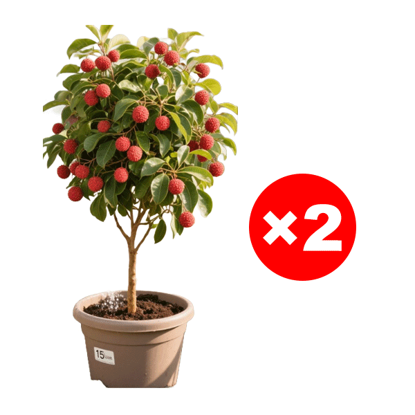 Selected lychee saplings！Frucht größer als Ei, dickes Fleisch! 99% Überlebensrate